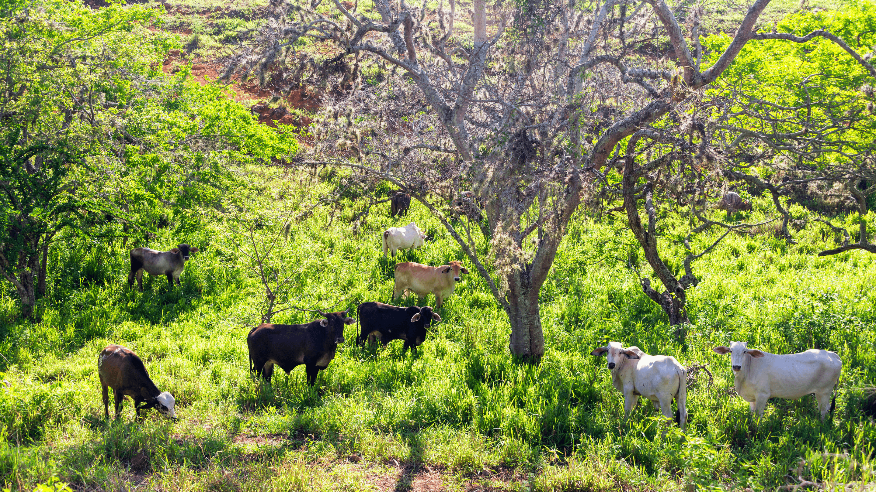 Imagen 5 para Zapatoca